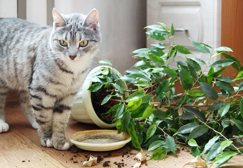 Gatos vs. plantas