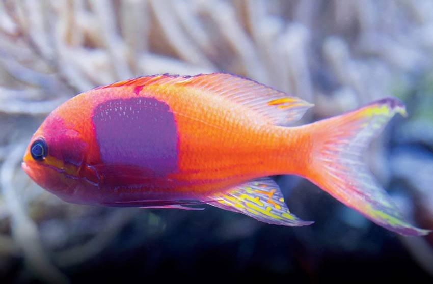 El arcoíris de la evolución.