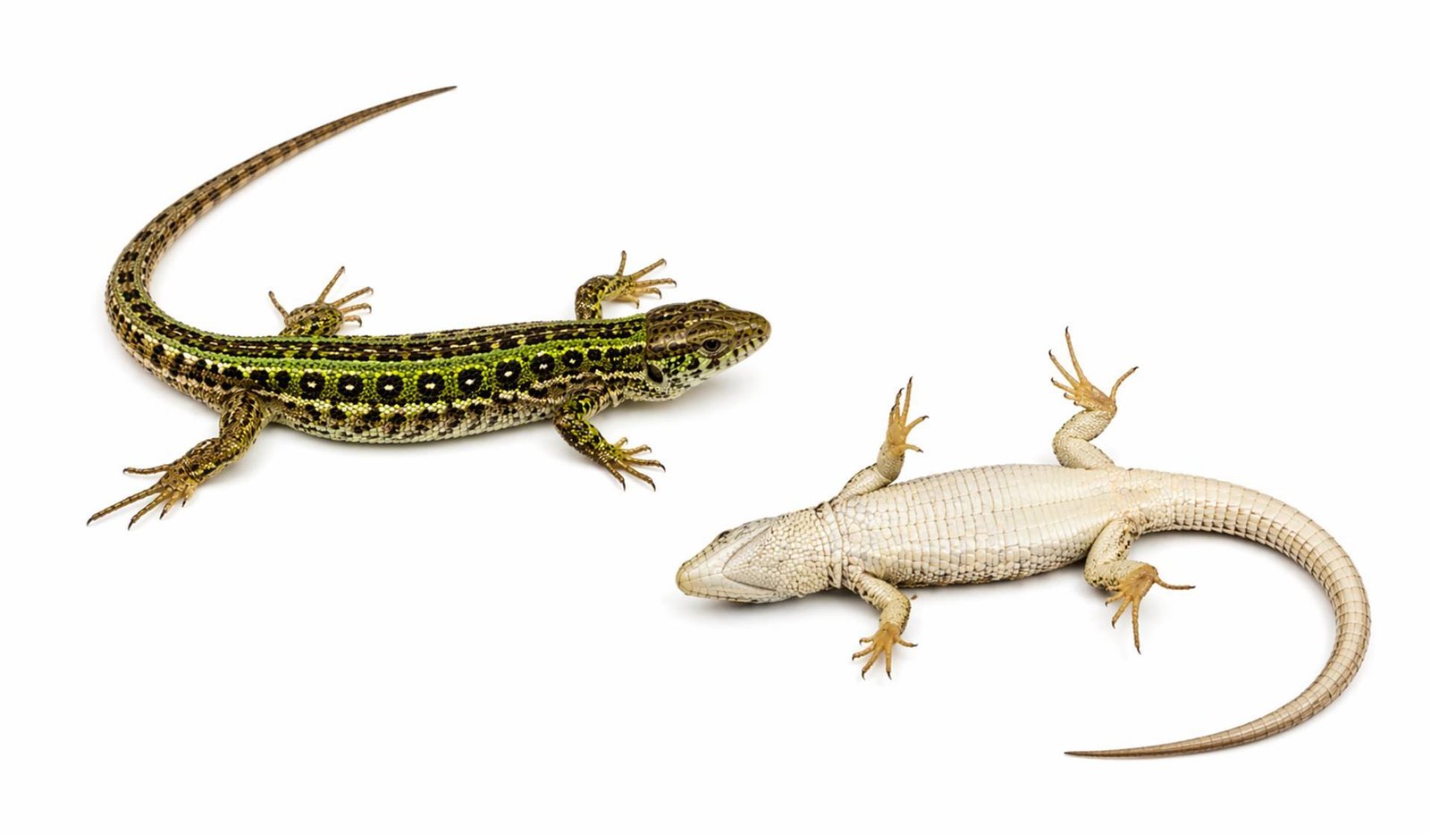 Reseña del libro, Lagartijas.